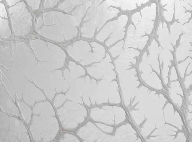 Léa Barbazanges, Omentum (detail), 2007-2026, assembly of pork omentum (caul) © Léa Barbazanges